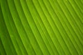 Close up Green leaf stripes line abstract nature background