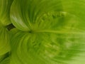 Close up of green leaf tama wallpaper Royalty Free Stock Photo