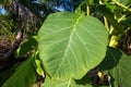 Close-up a green leaf of teak tree