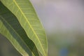 Close up green leaf texture