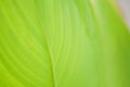 Close up green leaf texture background, nature and ecology concept Royalty Free Stock Photo