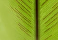 Close up of green leaf texture, leaf of BirdÃ¢â¬â¢s nest fern or Asplenium nidus.empty space for text, Nature background. Royalty Free Stock Photo