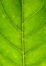 Close up on green leaf texture. Leaf veins macro view background Royalty Free Stock Photo