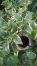 Close up green leaf texture. Spring scenes of fresh green leaves. The leaves of variegated bougainvillea are green and yellow.