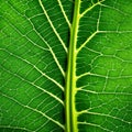close up of green leaf texture, vein, chlorophyll, plantlife vector illustration, generative AI
