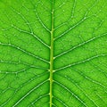 close up of green leaf texture, vein, chlorophyll, plantlife vector illustration, generative AI