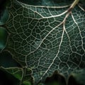 a close up of a green leaf with thin thin lines on it\'s leaf surface, with a dark background of gree