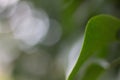 Close up of a green leaf of a tree