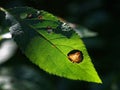 Withering green leaf with holes in soft sunlight at fall