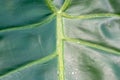 close up of a green leaf with vein macro Royalty Free Stock Photo