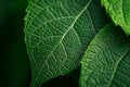 Close-up of Green Leaf Veins Royalty Free Stock Photo