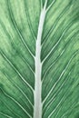 Close up of green leaf venation texture, abstract tropical leaf pattern nature and environment concepts green background