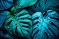 Close up of green leaf with water droplets on it's leaves. Generative AI Royalty Free Stock Photo