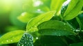 A close-up of a green leaf with water droplets under sunlight, highlighting the intricate patterns and fresh appearance Royalty Free Stock Photo