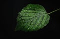 Close up of green leaf with water drops isolated on black background, macro photography, high res Royalty Free Stock Photo