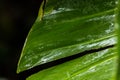 Green leaf water drops after rain Royalty Free Stock Photo