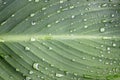 Green leaf with waterdrops Royalty Free Stock Photo