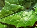 close-up of green leaf of wild cyclamen