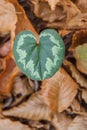 Close-up of a green leaf of a wild cyclamen among fallen leaves