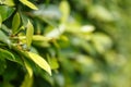 Close up leaf