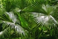 Close-up of green leafs