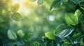 Close Up of a Green Leafy Plant Royalty Free Stock Photo