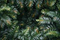 Close Up of a Green Leafy Plant Royalty Free Stock Photo