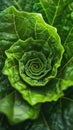 Close Up of Green Leafy Plant Royalty Free Stock Photo