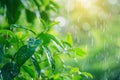 Close Up of a Green Leafy Tree in the Rain Royalty Free Stock Photo