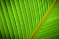 Close up green leave,palm leaf background.Tropical natural pattern green leaf for wallpaper, pattern detail or abstract texture ba Royalty Free Stock Photo