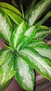 Close up of green leaves of Aglaonema variegata