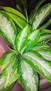 Close up of green leaves of Aglaonema variegata