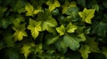 close up green leaves in autumn for web design and backgrounds