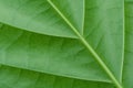 Close up green leaves background. Leaf texture Royalty Free Stock Photo