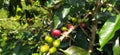 Close-up of green leaves and berries adorning tree branches