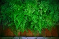 Close up green leaves of Black Maidenhair fern leaves (Adiantum