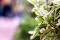 Close-up of green leaves on blurred background, shallow depth of field Royalty Free Stock Photo