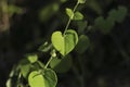 Close up of a green leaves with blurry background Royalty Free Stock Photo