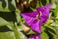 Close up of green leaves and bougainvillea flower Royalty Free Stock Photo