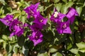 Close up of green leaves and bougainvillea flower Royalty Free Stock Photo