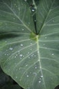 Close-up on the green leaves of the Colocasia esculenta plant, with raindrops.