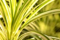 Close-up of green leaves of a common indoor spider plant Royalty Free Stock Photo