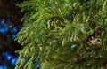 Close-up of green leaves with cones of Cryptomeria japonica Elegans tree, Japanese Sugi pine Japanese cedar or Cupressus japonic Royalty Free Stock Photo