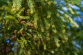 Close-up of green leaves with cones of Cryptomeria japonica Elegans tree, Japanese Sugi pine Japanese cedar or Cupressus japonic Royalty Free Stock Photo