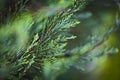 Close-up of green leaves of coniferous evergreen tree Cupressus sempervirens, the Mediterranean cypress. Selective focus Royalty Free Stock Photo