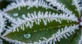 Close up of green leaves covered in delicate frost crystals and water droplets Royalty Free Stock Photo