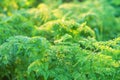 Cow Parsley or Anthriscus sylvestris in warm light