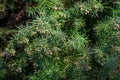 Close-up of green leaves Cryptomeria japonica Elegans tree, Japanese Sugi pine Japanese cedar or Cupressus japonica Royalty Free Stock Photo