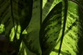 Close up of green leaves of dieffenbachia