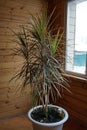 Close up of green leaves of dracaena marginata